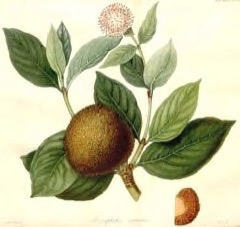 Nauclea latifolia African Peach